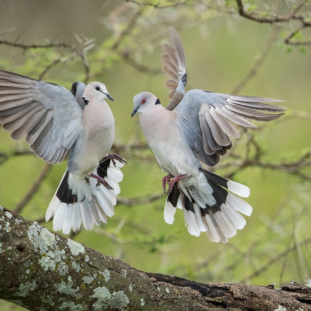 Africa-Tanzania-Ngorongoro Conservation Area-African Mourning Doves  art print by Paul Souders for $57.95 CAD